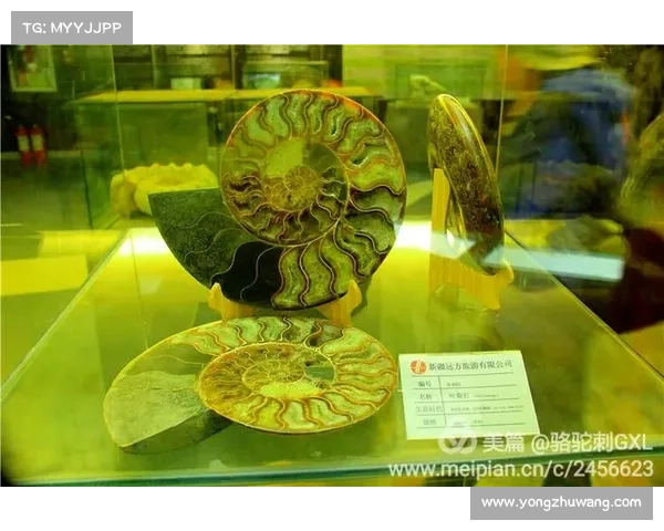 八种创新方法揭示古生物的奥秘与进化之路 八种创新方法揭示古生物的奥秘与进化之路